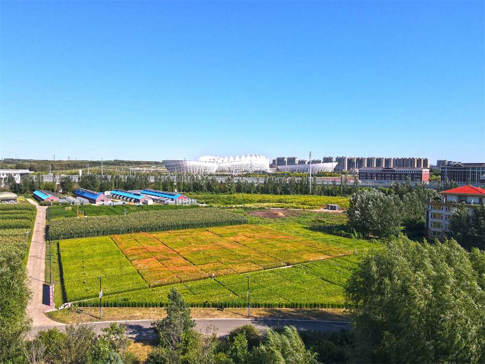 園區(qū)試驗田